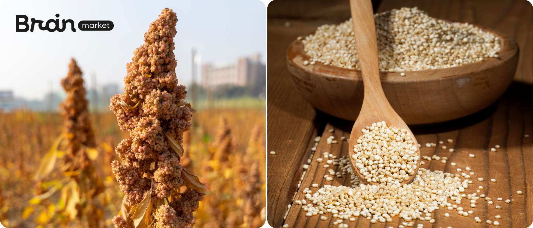 dvojfotka quinoa